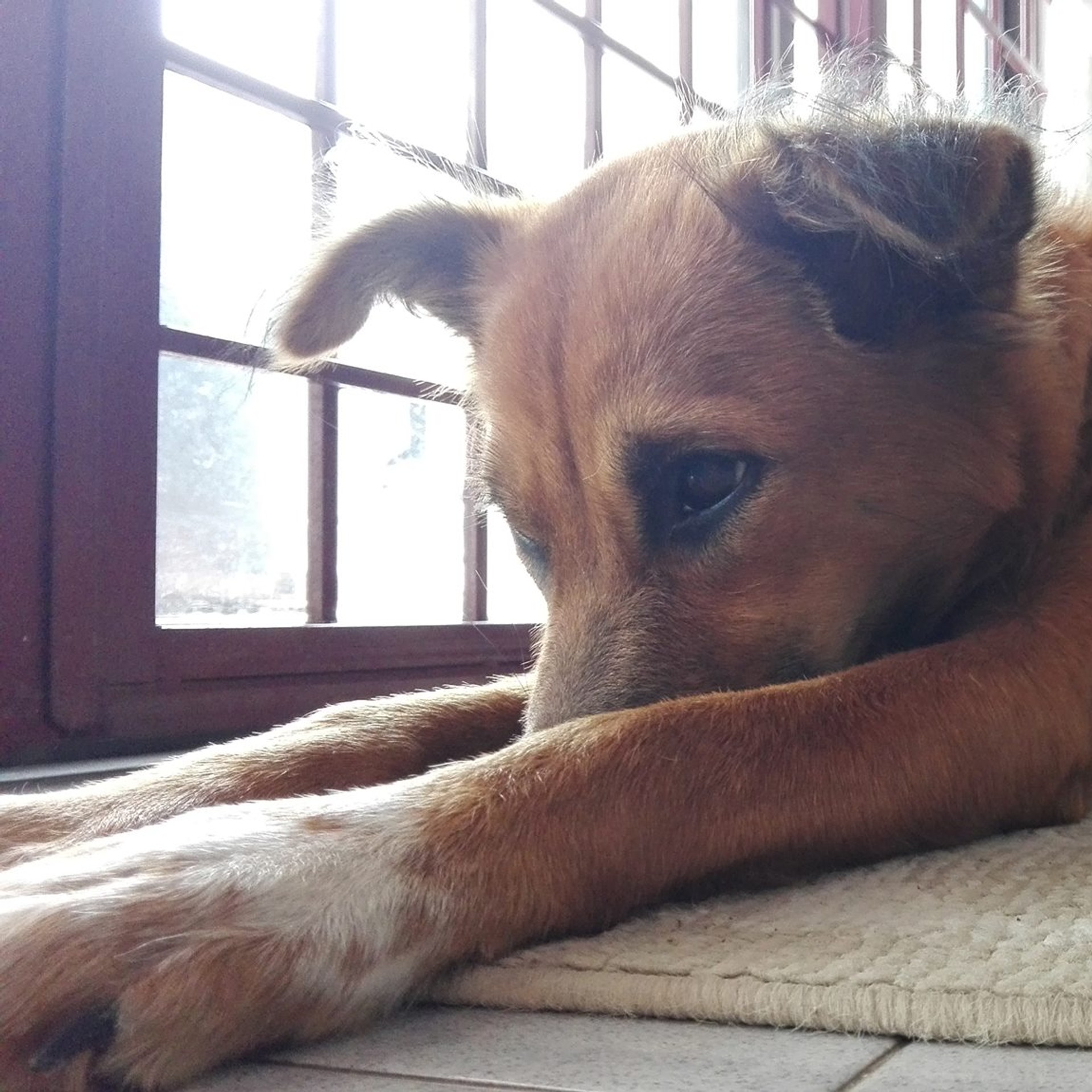 12377683_10153283201553779_1779309546149069260_o